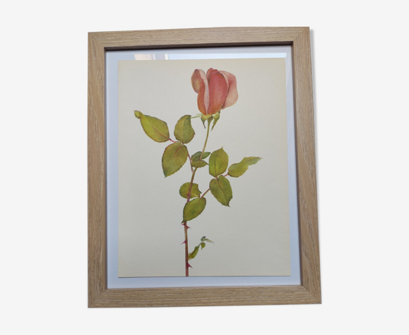 Rose botanical board - Vintage original from 1968 - Countess Vandal
