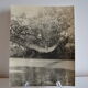 Anonymous silver photo africa gabon lianes bridge circa 1970