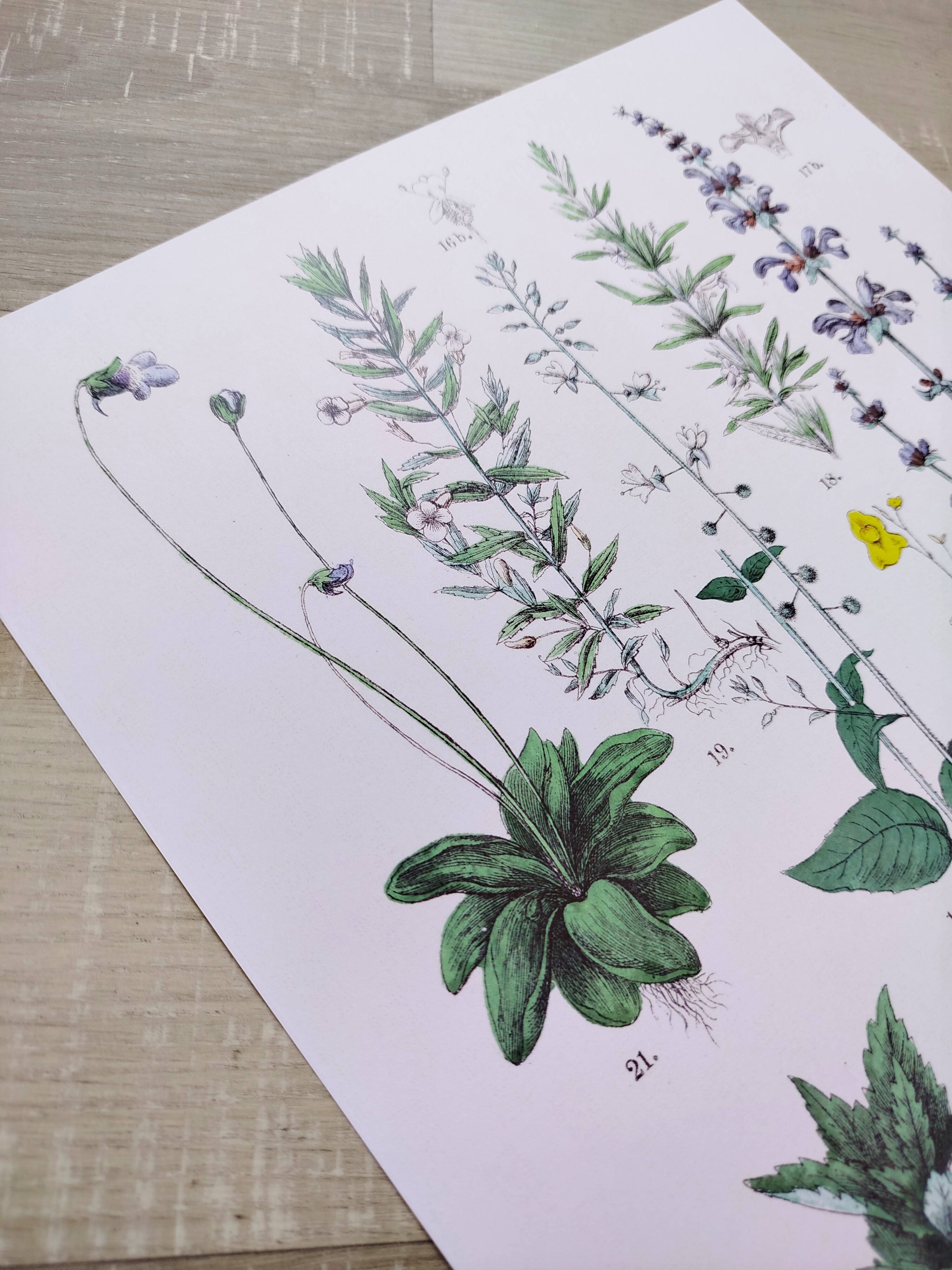 Affiche sur les plantes d'après une gravure de 1881 "romarin"