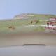 Asparagus drainer SILEA
