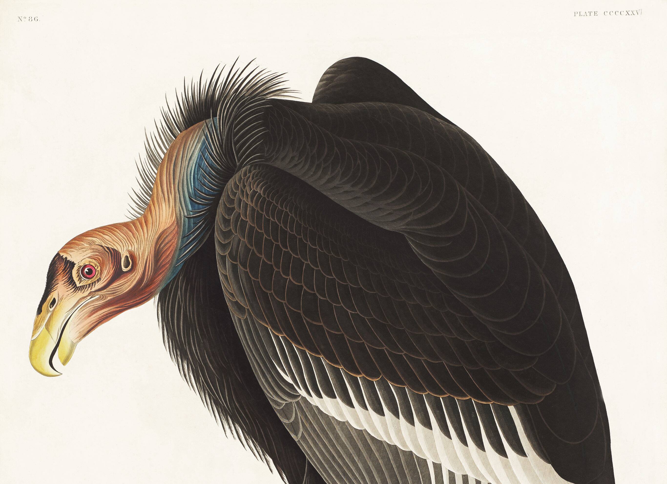 Poster about the California Condor, based on an old engraving from 1827.