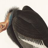 Poster about the California Condor, based on an old engraving from 1827.