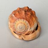 Red Helmet Shell or Bull's Mouth Helmet (Cypraecassis rufa)