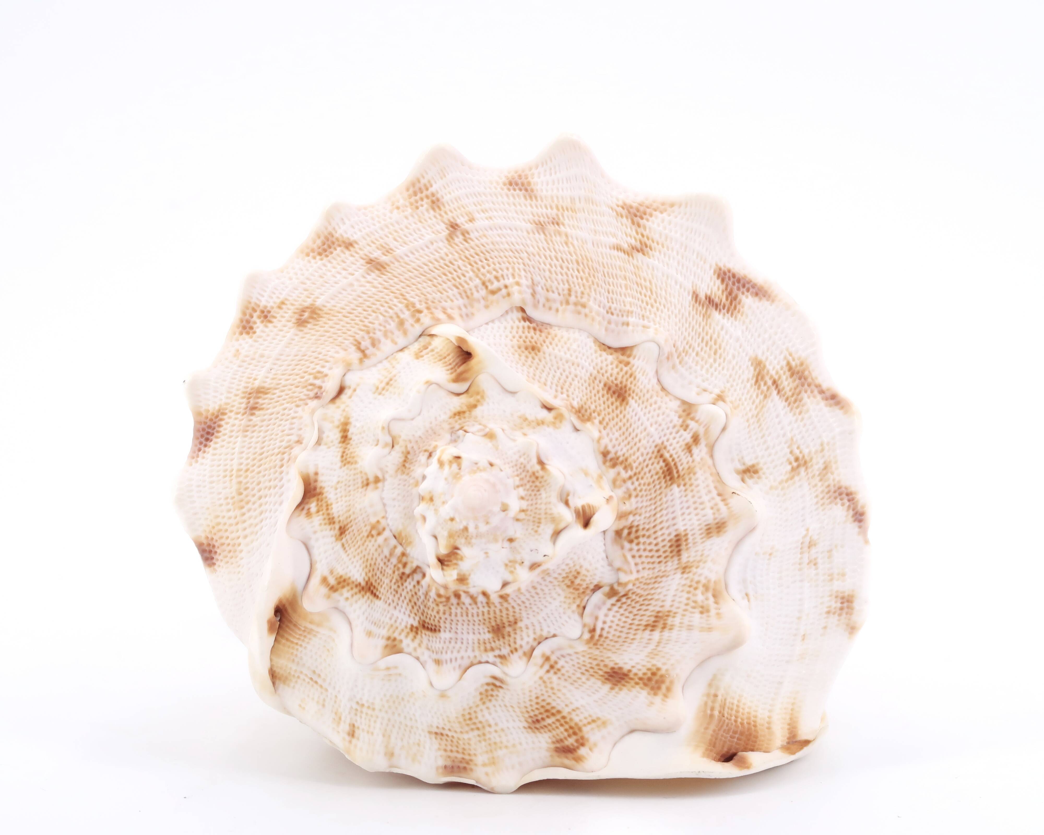 Coquillage beige et blanc spirale, années 60
