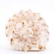 Coquillage beige et blanc spirale, années 60