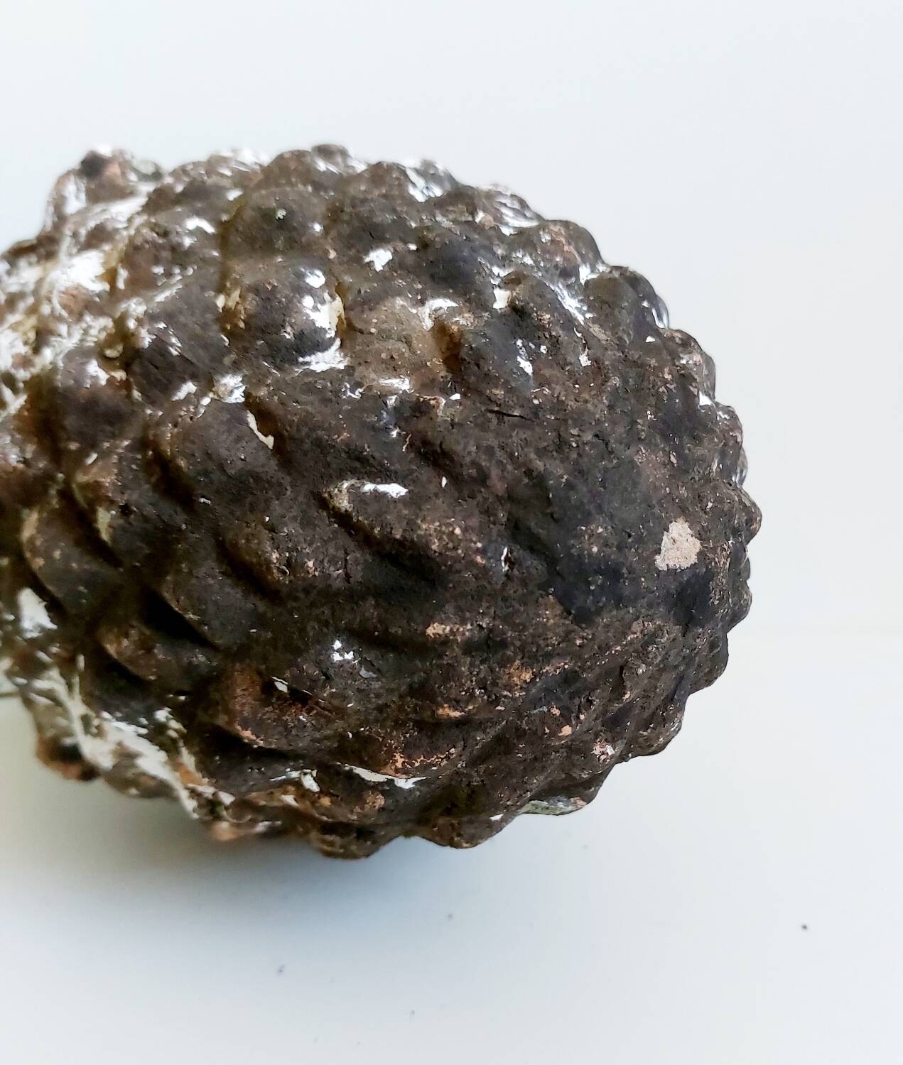 Garden pine cone