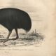 Antique engraving 1849 - Cassowary by , Australia, rainforest, danger