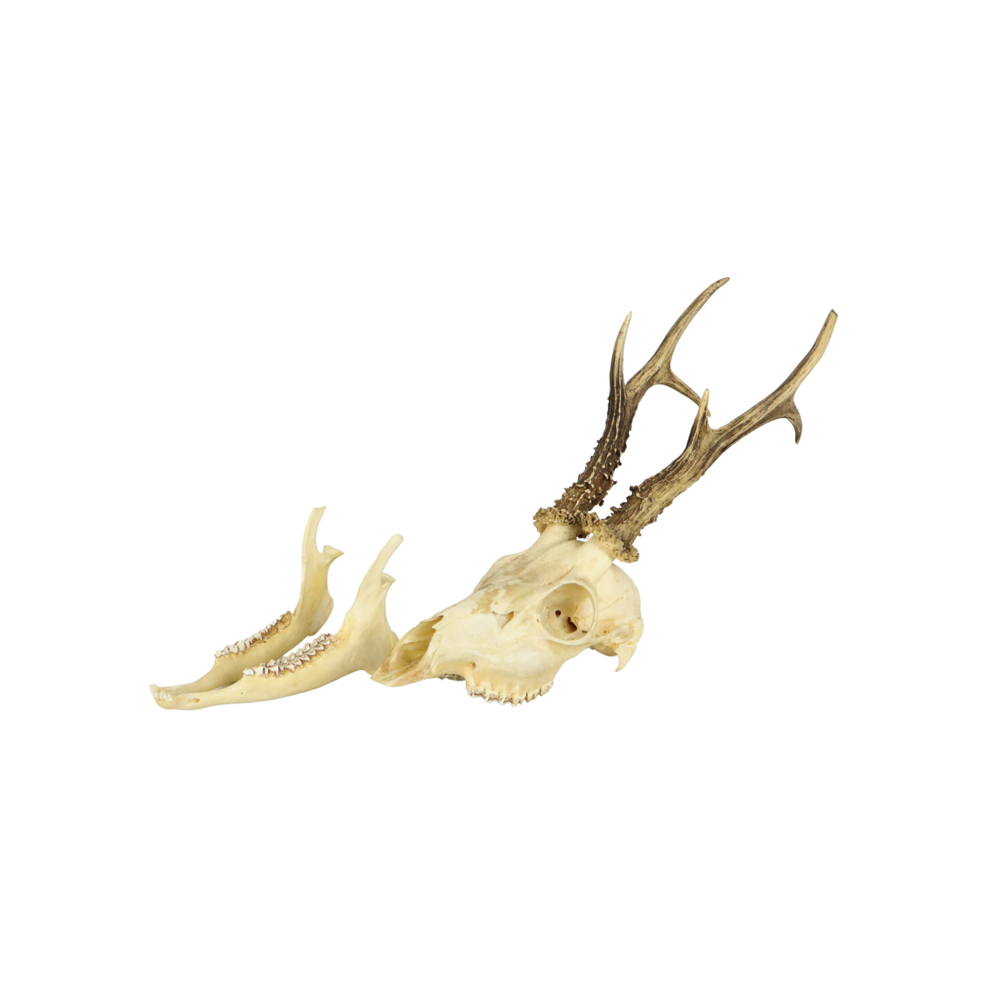 Deer skull taxidermy complete antlers skull deer 33cm