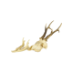Deer skull taxidermy complete antlers skull deer 33cm