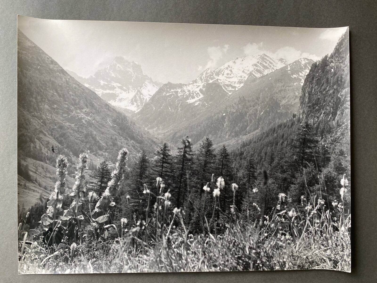 Bernard Darot silver gelatin photograph, 20th century, mountain flowers