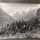 Bernard Darot silver gelatin photograph, 20th century, mountain flowers