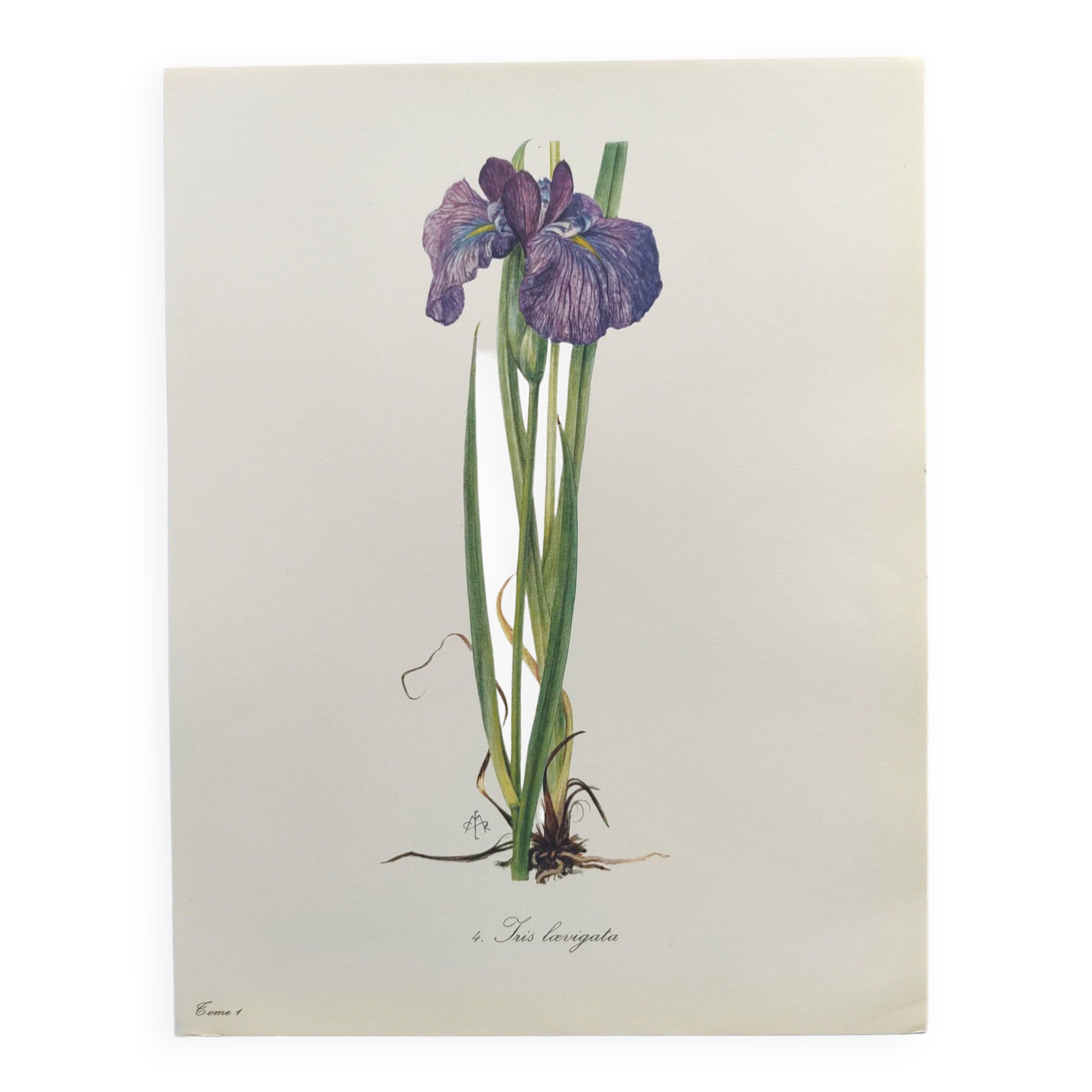 Planche Florale de 1978 - Iris - Aquarelle botanique de M.Rollinat