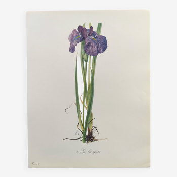 Floral Plate from 1978 - Iris - Botanical watercolor by M.Rollinat