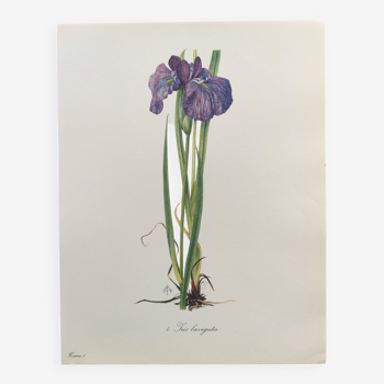 Planche Florale de 1978 - Iris - Aquarelle botanique de M.Rollinat