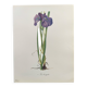 Planche Florale de 1978 - Iris - Aquarelle botanique de M.Rollinat