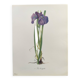 Planche Florale de 1978 - Iris - Aquarelle botanique de M.Rollinat