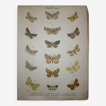 Planche zoologique de Papillons - Lithographie de 1887 - Bilunaria - Gravure originale