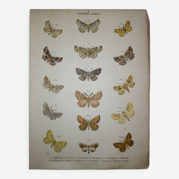 Zoological plate of Butterflies - Lithograph from 1887 - Bilunaria - Original engraving
