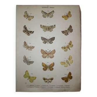 Planche zoologique de Papillons - Lithographie de 1887 - Bilunaria - Gravure originale