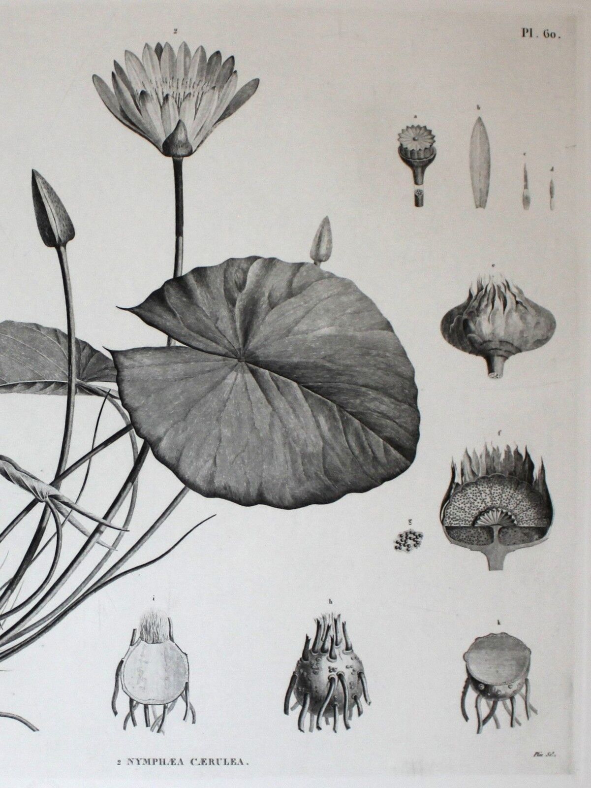 Gravure fleur - planche original de la "chalcographie du louvre" 1800 - lotus nymphæa