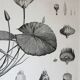 Gravure fleur - planche original de la "chalcographie du louvre" 1800 - lotus nymphæa