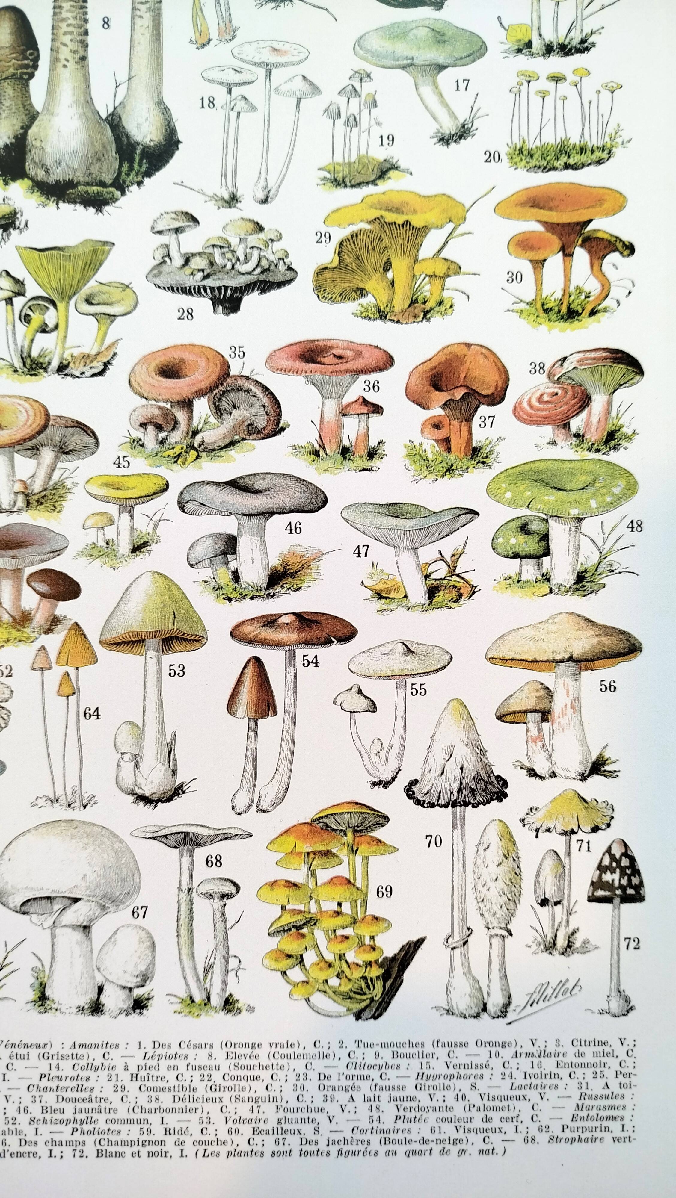 Poster about "Amanita" mushrooms, based on a 1928 lithograph