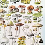 Poster about "Amanita" mushrooms, based on a 1928 lithograph