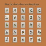 Vintage bird plate from the 1960s - Niverolle des Alpes - Zoological and ornithological illustration