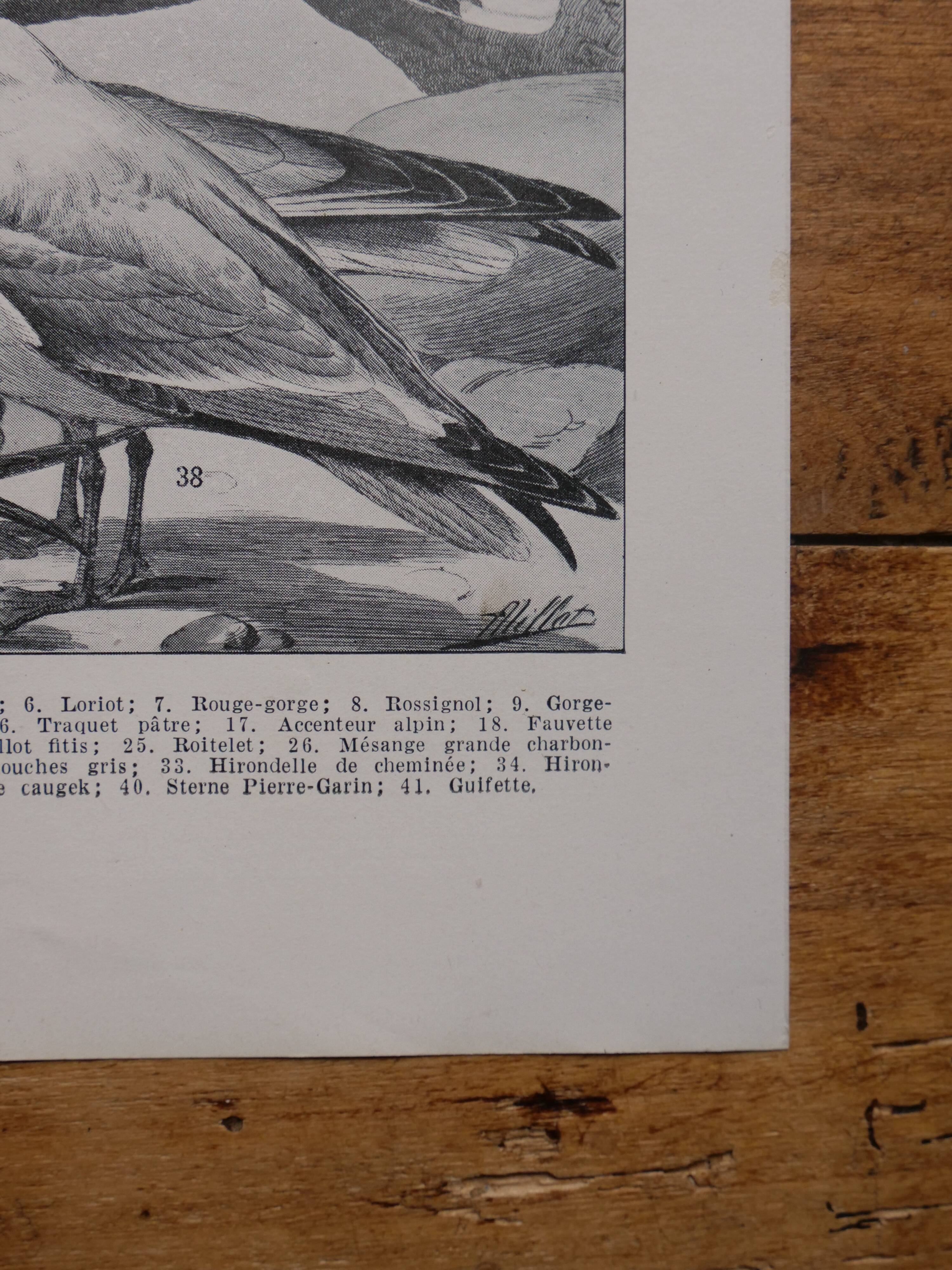 Original lithographs of birds of paradise and farmyard birds