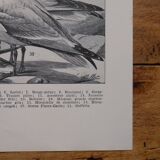 Lithographies originales sur les oiseaux de paradis et de basse-cour