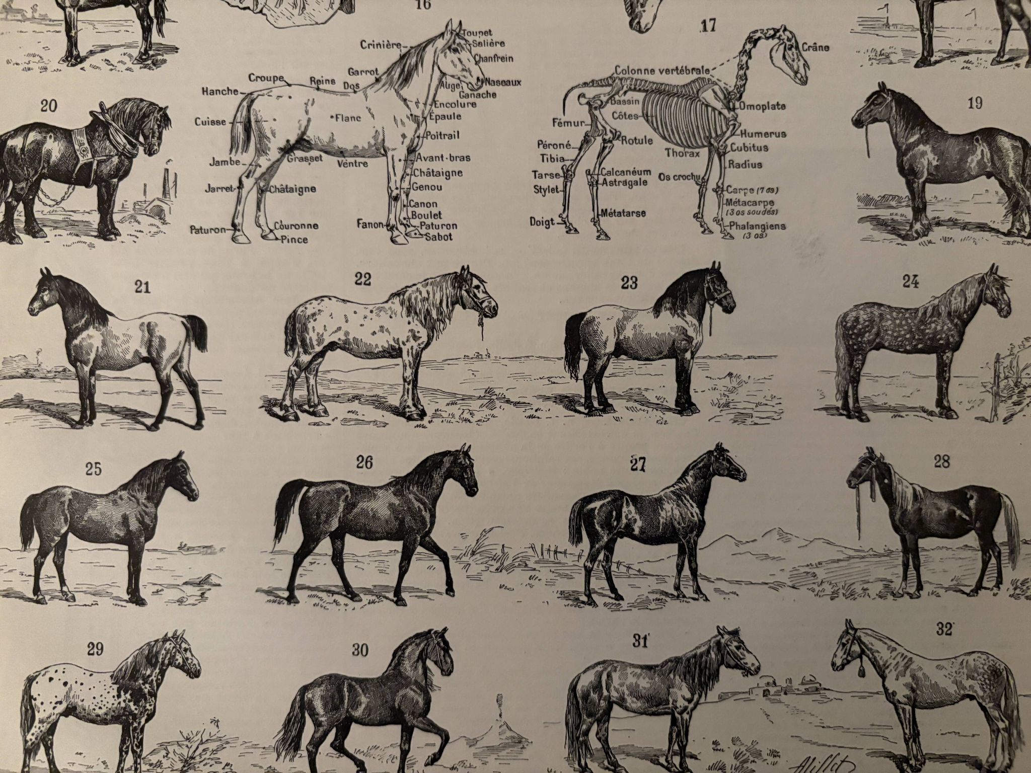 Ancienne gravure sur le cheval 1900