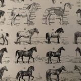 Old engraving of the horse 1900