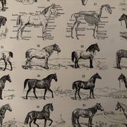 Ancienne gravure sur le cheval 1900