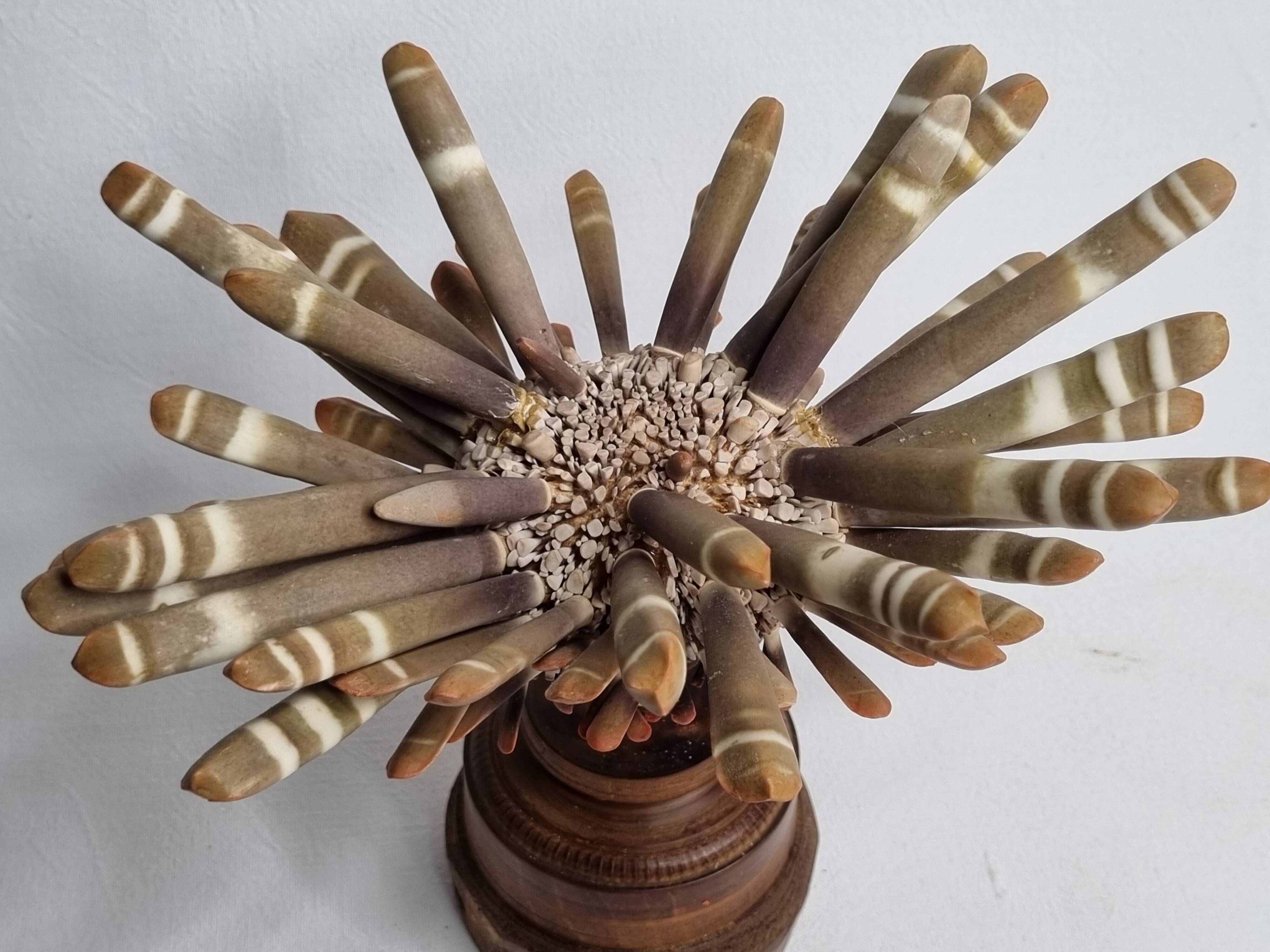 Antique sea urchin pencil on turned wooden base, 22 cm