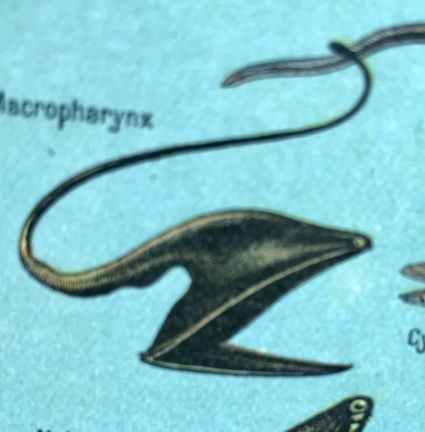 Original oceanographer board