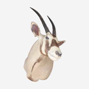 Taxidermie antilope oryx, trophée de chasse Afrique du sud
