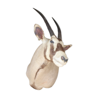 Oryx antelope taxidermy, South Africa hunting trophy