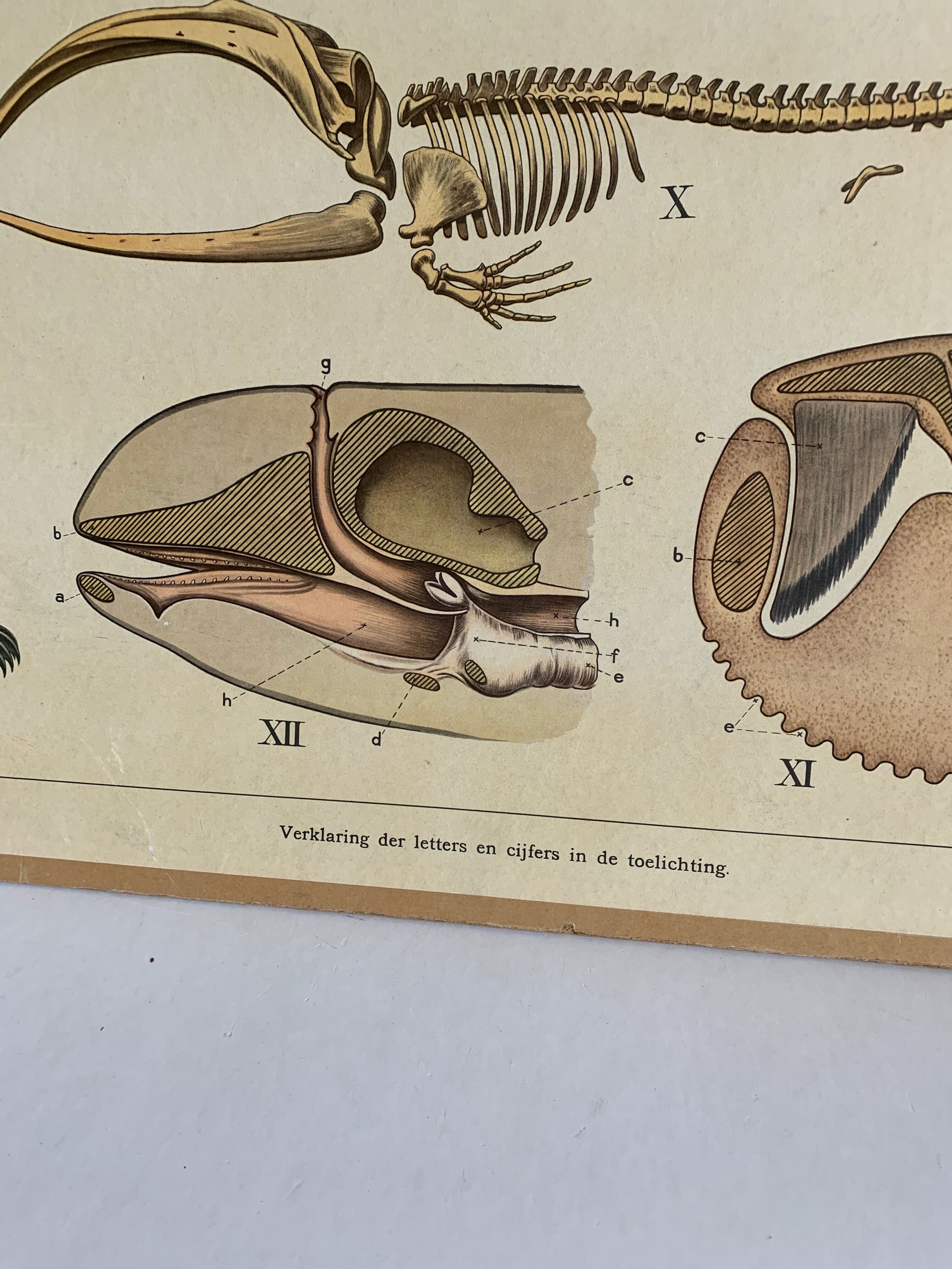 Affiche éducative années 1950