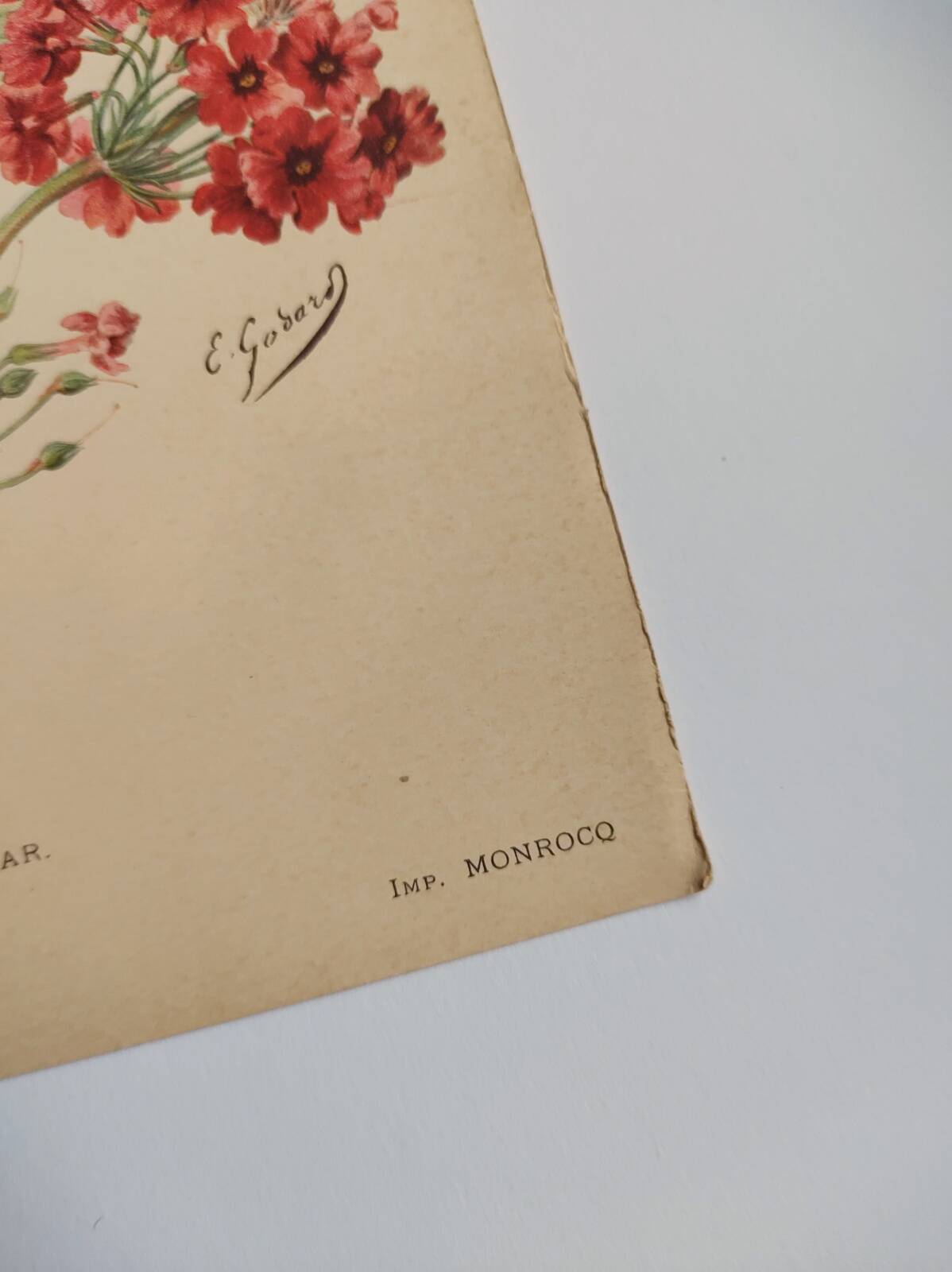 Botanical engraving from 1897 - Japanese primrose - original old flower plate by E.Godard