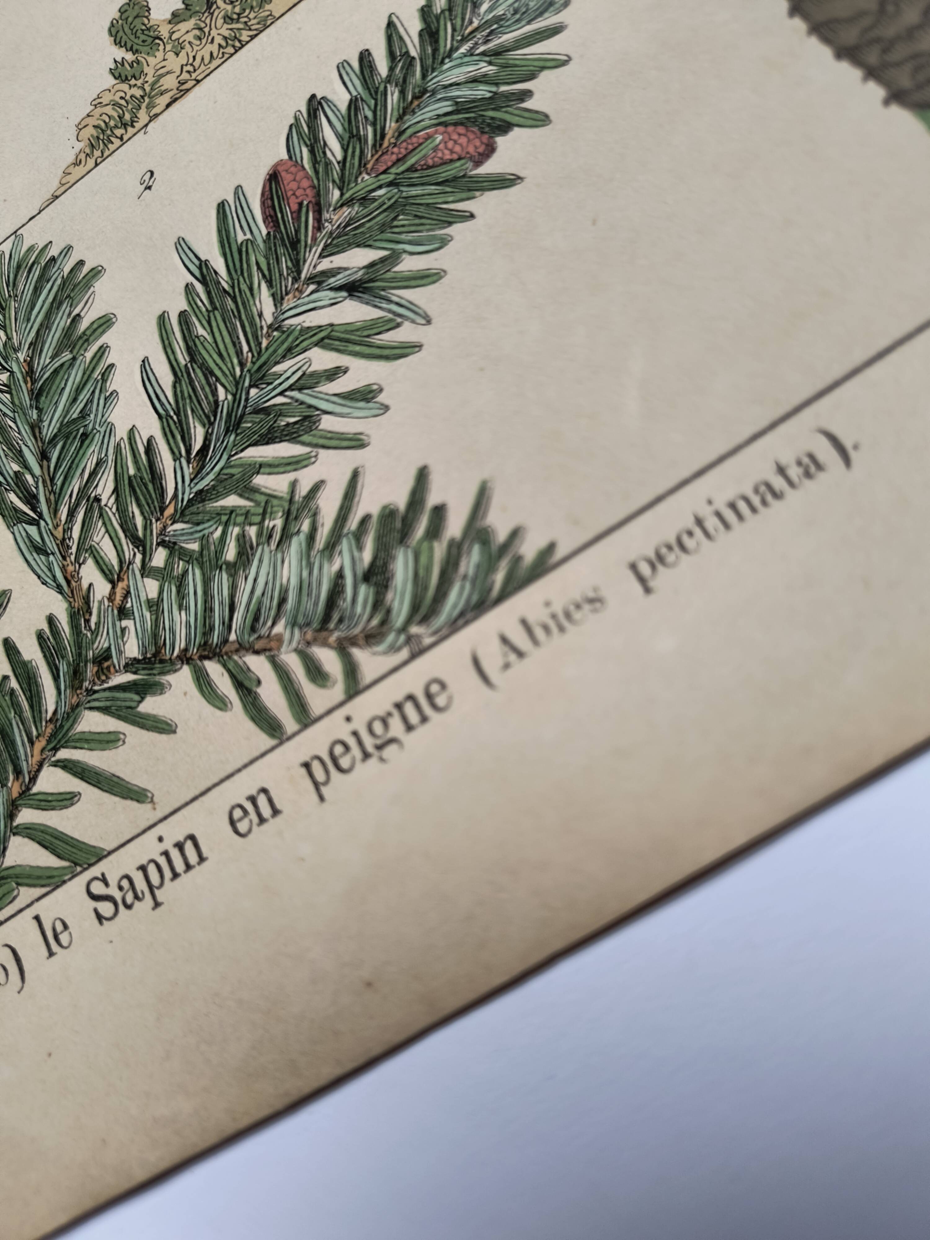 Planche botanique 1870 - Sapins - Gravure ancienne arbre