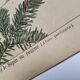Planche botanique 1870 - Sapins - Gravure ancienne arbre