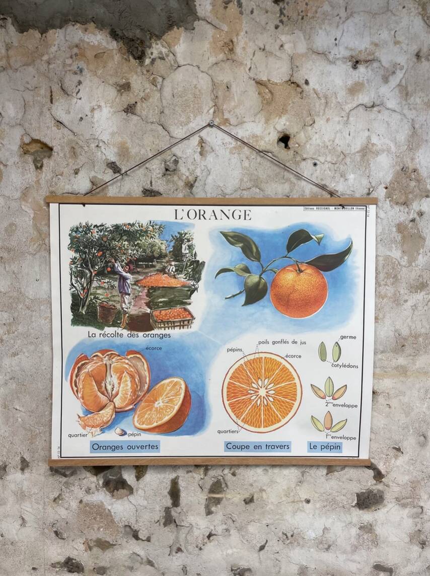 School poster the orange and the fur