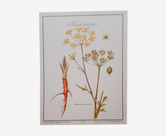 Planche botanique Panais Urticant