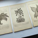 Gravures botaniques de 1897 - 3 Planches Plantes (1) - Planches originales anciennes dont Ariséma