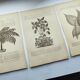 Gravures botaniques de 1897 - 3 Planches Plantes (1) - Planches originales anciennes dont Ariséma