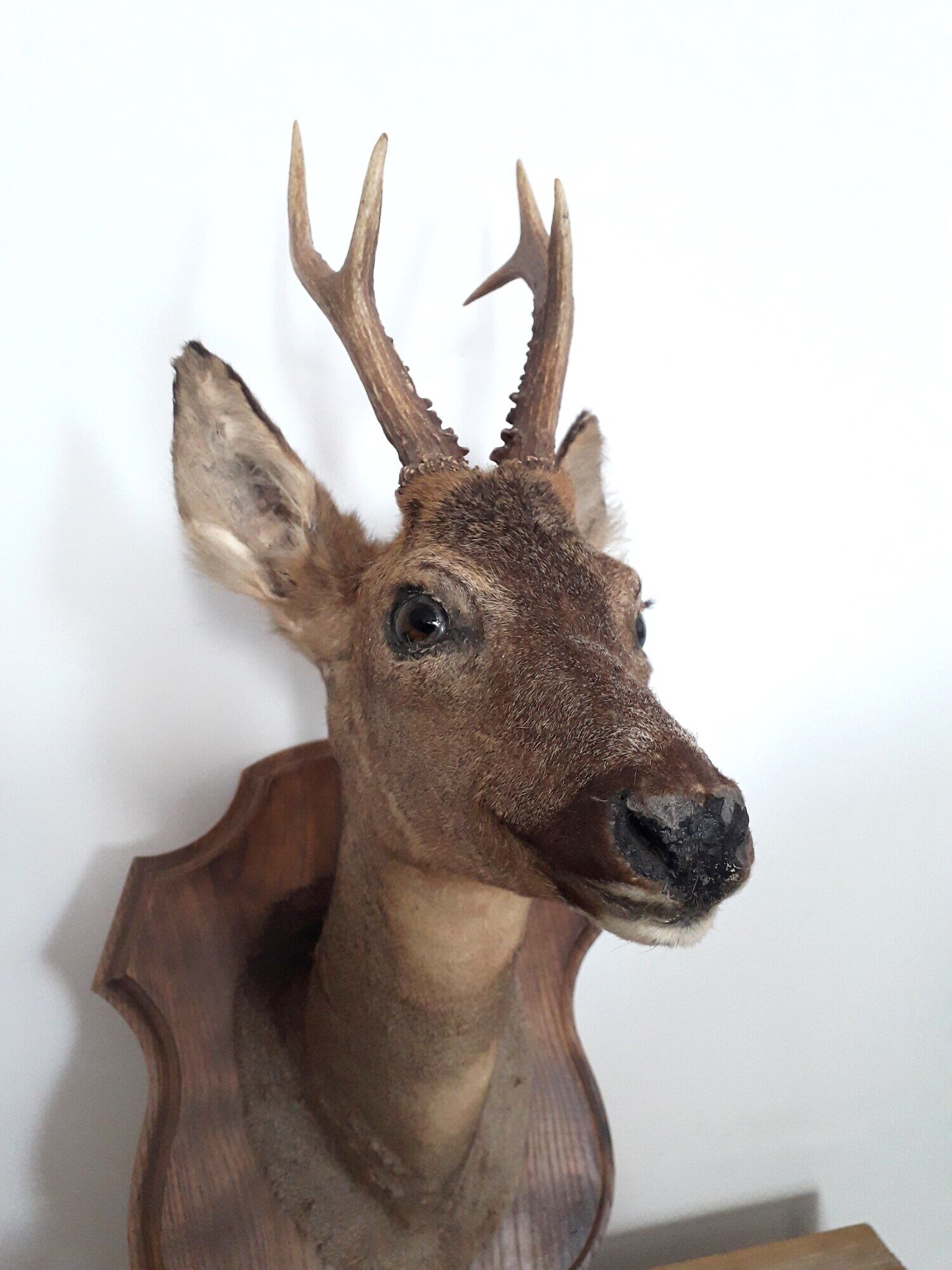 Taxidermy naturalized deer on wooden squifer - 1986