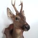 Taxidermy naturalized deer on wooden squifer - 1986