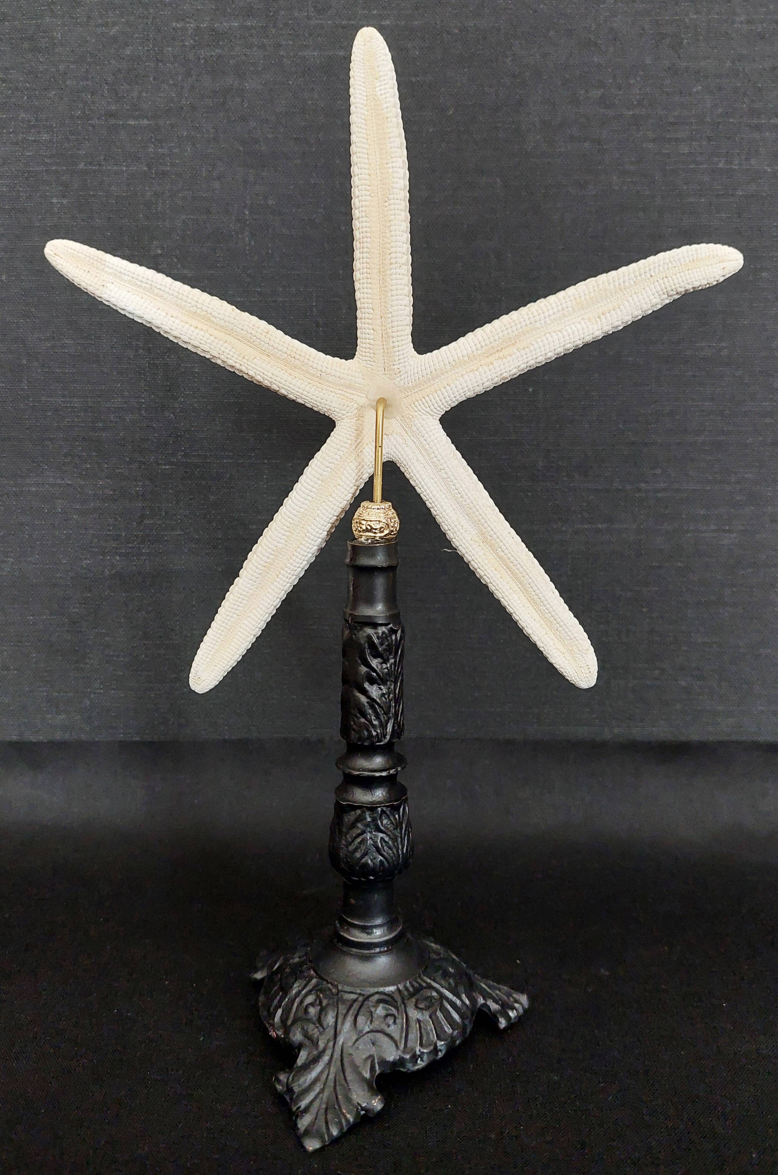Cabinet of Curiosities white starfish linckia laevigata on base