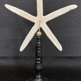 Cabinet of Curiosities white starfish linckia laevigata on base