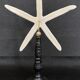 Cabinet of Curiosities white starfish linckia laevigata on base